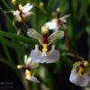 ornithophora radicans 02 sign 1