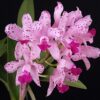 orqbh orquidea cattleya amethystoglossa D NQ NP 683576 MLB26917424948 022018 F 3