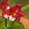 ORQUIDEA BERRYLICIOUS ADULTA 2 orquidea berrylicious 1