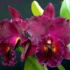 orquidea blc chia lin new city 1 1