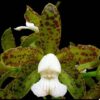 CATTLEYA GUTTATA  CETRO ESMERALDA - MUDA DE 5 A 10CM