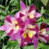orquidea cattleya hksa sogo doll little prince11 1c5ad361d80736a6b215290940198863 640 0 2