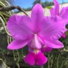 orquidea cattleya walkeriana tipo 2001 fett x faceiran1250 D NQ NP 824221 MLB27376370871 052018 F 2