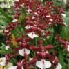 orquidea chocolate 1