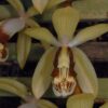COELOGYNE TOMENTOSA ADULTA 2 orquidea coelogyne tomentosa adulta a pronta entrega D NQ NP 817911 MLB20677362244 042016 F 1