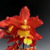 orquidea firecat harmony 1