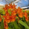 ORQUIDEA HAWAIIAN ORANGE ADULTA 3 orquidea hawaian orange 1