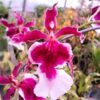 orquidea hawaiian aromatic 1
