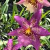 orquidea hawaiian nights 1