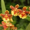 orquidea irish treasure surprise 1