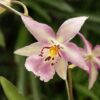 orquidea lunar eclipse 1