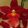 ORQUIDEA MAYOR BILLY ADULTA 3 orquidea mayor billy 1