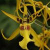 orquidea pacific nova 1