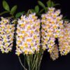 orquidea super florifera dendrobium farmeri frete gratis D NQ NP 766268 MLB25819420938 072017 F 1