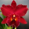 CATLEYA VERMELHA ADULTA 3 pacote 10 cortes de cattleya flor grande sem flor com id D NQ NP 671924 MLB27149539109 042018 F 1 1 1