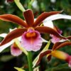 phaius tankervilleae 2 1