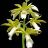phaius tankervilleae alba 2 1