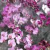 PHALAENOPSIS MISTA ADULTA 2 phalaenopsis misto adulto 1