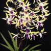 DENDROBIUM PIXIE PRÉNCESS MUDA 5 pixie princess 2