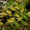 PLEUROTHALIS LEPTOTIFOLIA ADULTA 2 pleurleptotifolia 1