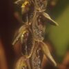 pleurosaurocephalus 300x300 1 1