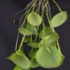 pleurothallis pectinata 1