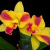 BURANA BEAUTY BURANA ADULTA