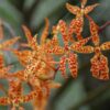 renanthera monachica 4 1