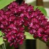 RHYNCHOSTYLIS RED MUDA 5 A 10 CM 2 rhynchostylis red 1