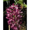 rhynchostylis white spots 1