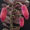 robiquetia cerina 1