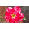 rosa do deserto m4 1
