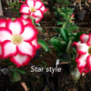 ROSA DO DESERTO - STAR STYLE 3 rosa do deserto star style
