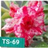 rosa do deserto ts 69