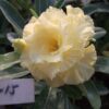 rosa t15 1