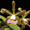schilleriana coerulea 2
