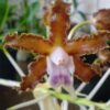 schomburgkia crispa var coerulea11 f64764abc6ffe87d1515565825081224 1024 1024 1