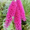 DENDROBIUM SECUNDUM ROSA 10 A 20 CM 2 secundum rosa 1