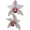 CYMBIDIUM SUMMER PEARL SHIRLEY MUDA DE 10 A 15 CM 2 shirley500 amp 1