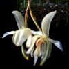 stanhopea grandiflora 2 1