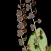 STELIS ARGENTATA MUDA 3 stelis argentata 2 1