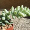 tail succulent sedum morganianum hybrid donkey tail succulent 1