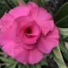ROSA DO DESERTO - TW4