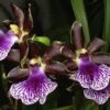 zigopetalum 1 1